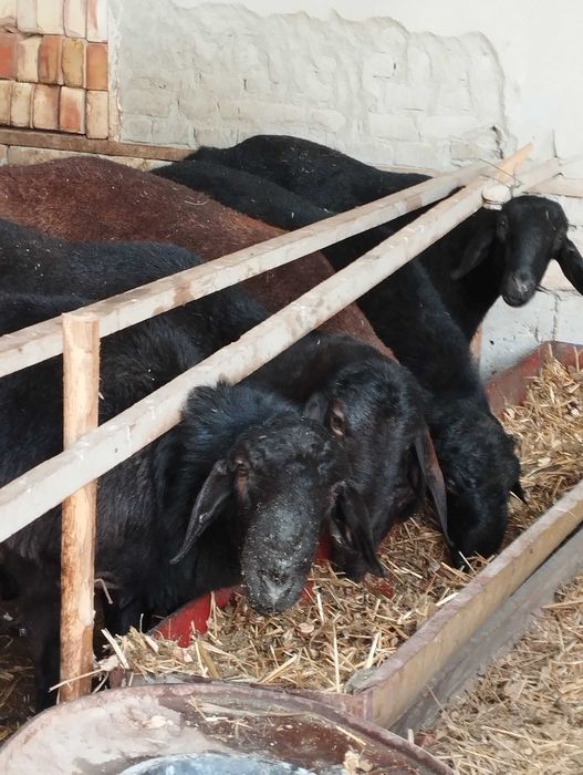 Курбонликка кучкорлар сотилади.
