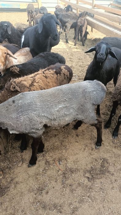 Бараны токтылар жаксы