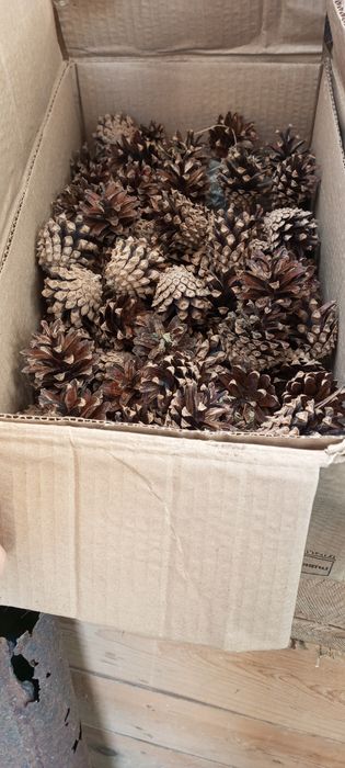 Сосновые шишки сухие