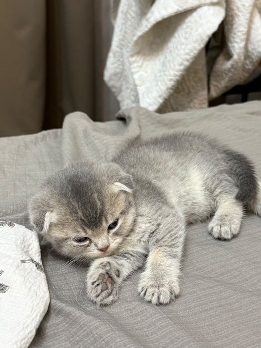 Продам котят шотландский