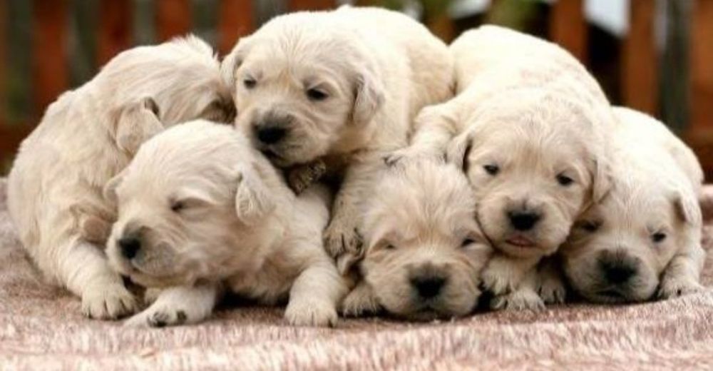 Золотистый ретривер. Щенки.