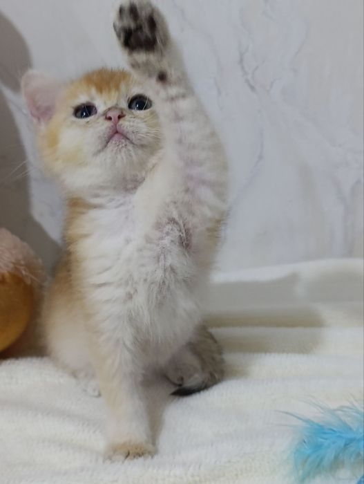 Britanskiy zalatoy shinshilla