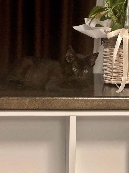 Pisicuta oentru adoptie