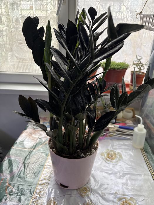 Продам замиакулькас Равен