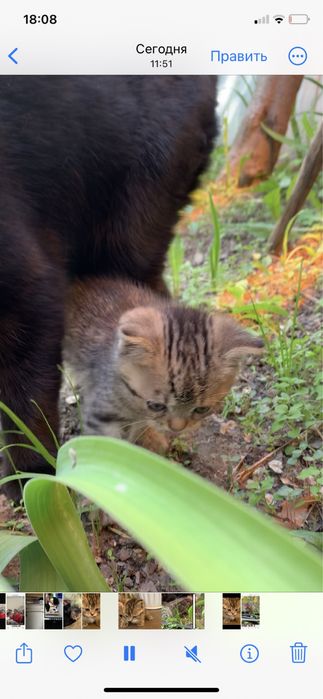 Котят в добрые руки
