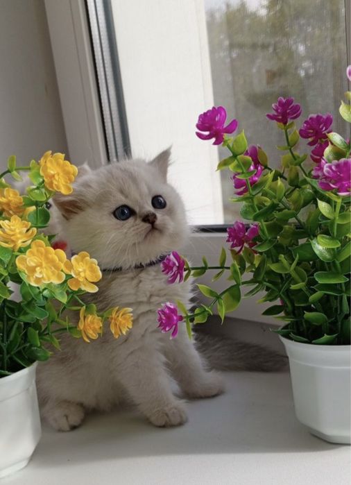 Продается серебристая шиншила