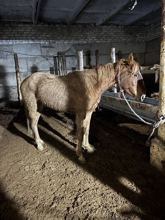 Продам лошадь полукровка Англиской
