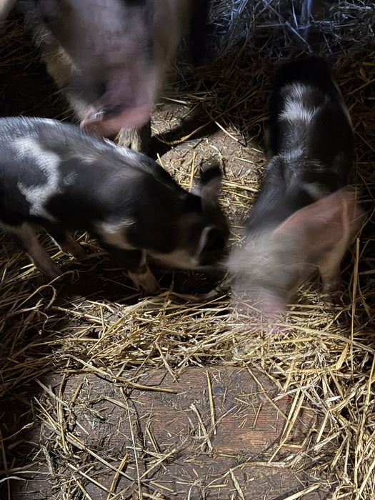 Продам поросят!!