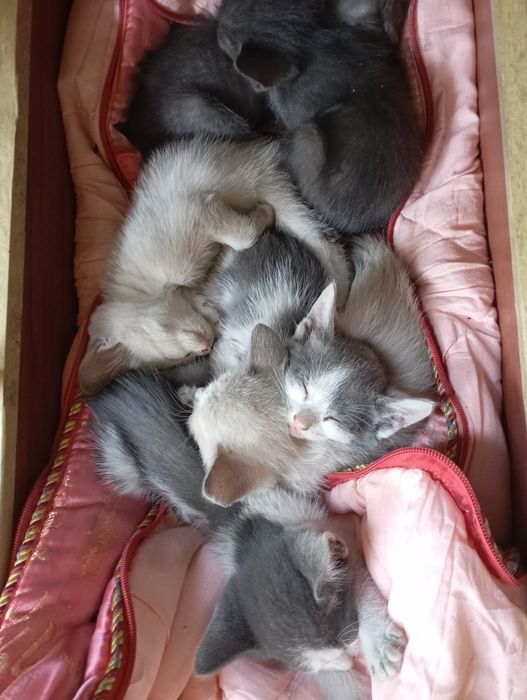 Отдам котят двух месяцев