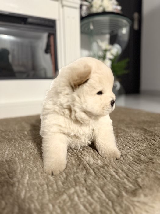 Vand catelusa CHOW CHOW