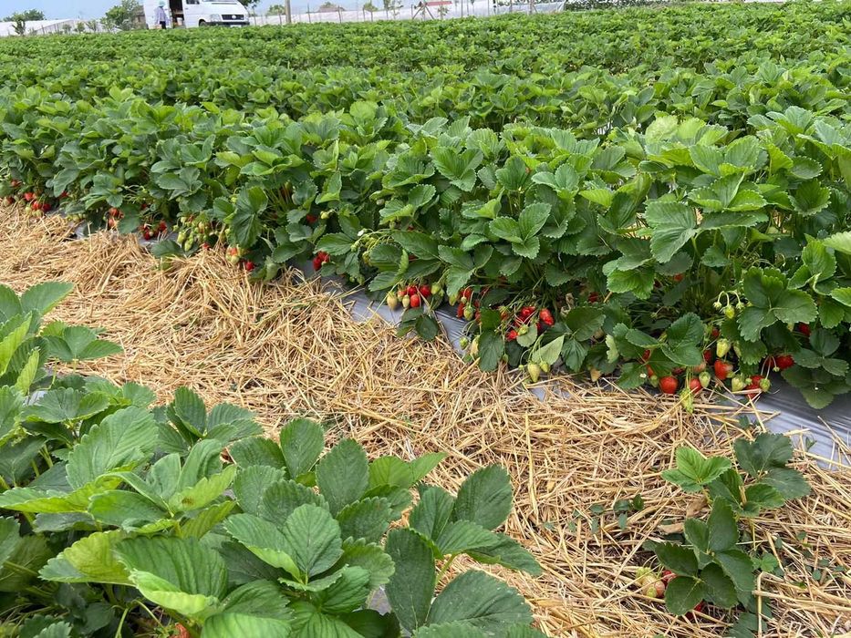 Vand stoloni soiul albion si diverse soiuri anuale Asia,Alba