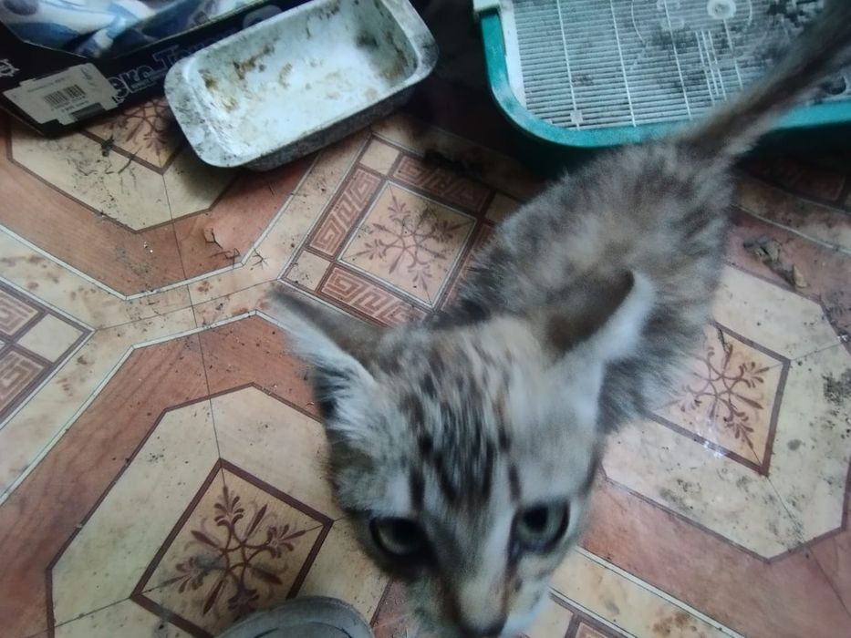 Котенок девочка серая