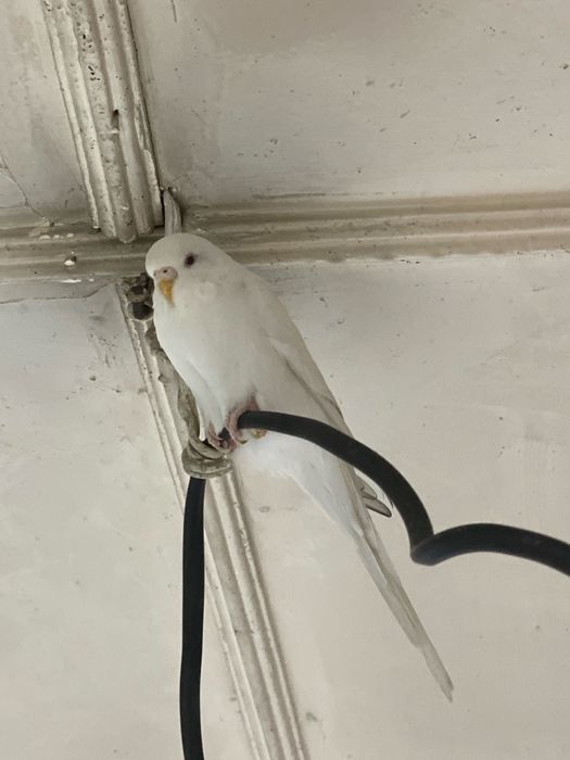 Папугай домашний