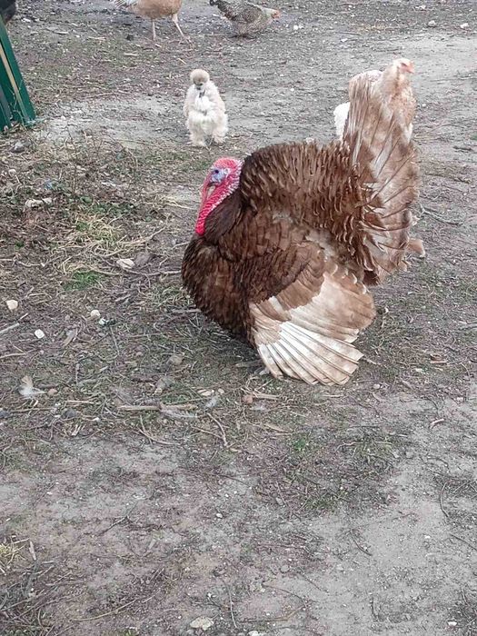 ЯЙЦА от пуйки, порода "Ред бърбън"