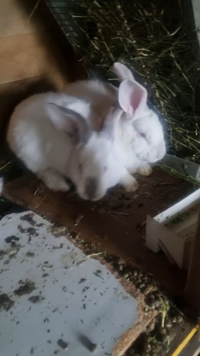 Продам или обменяю кролика