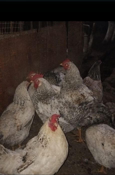 Молодые  петушки