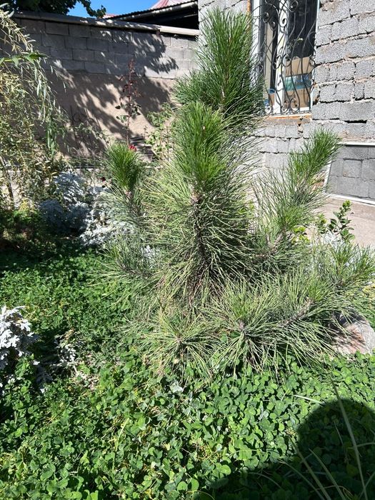 Кустарники, самшит, юка и тд