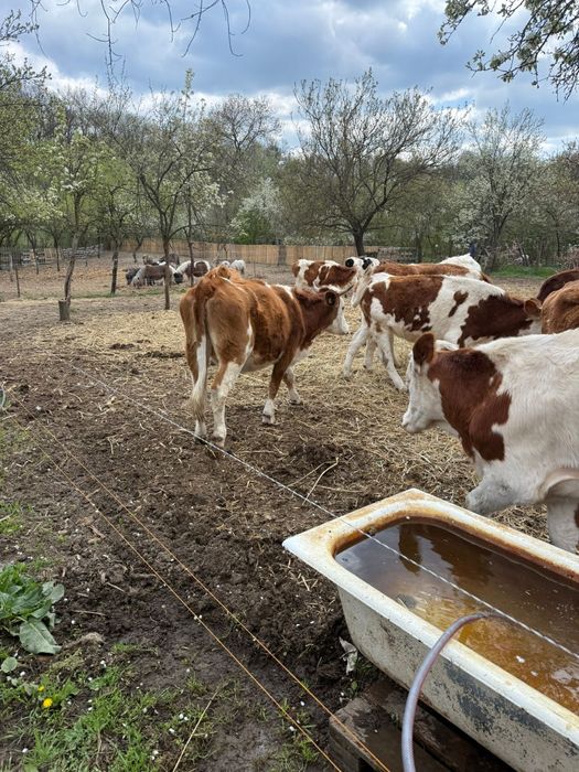 Vând juninci gestante