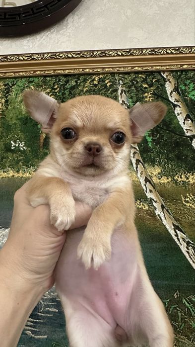 Супер детка чихуашечка в современном типе