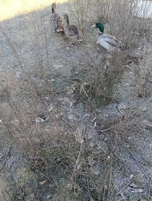 Патици патици патици