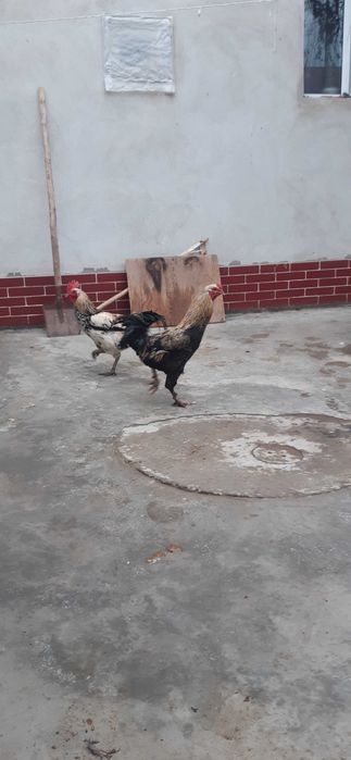 Brama,yapon xo'roz va tovuqlar