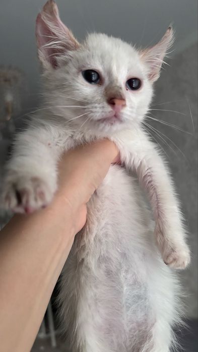 Котенка, девочка в добрые руки