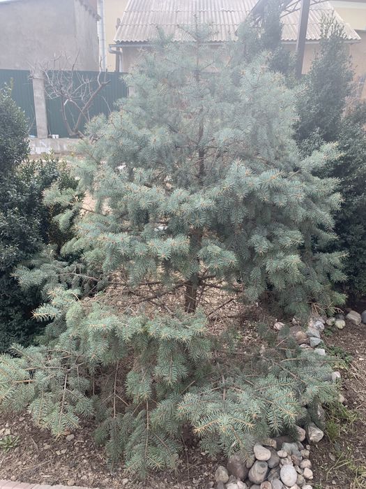 ель голубая колючая