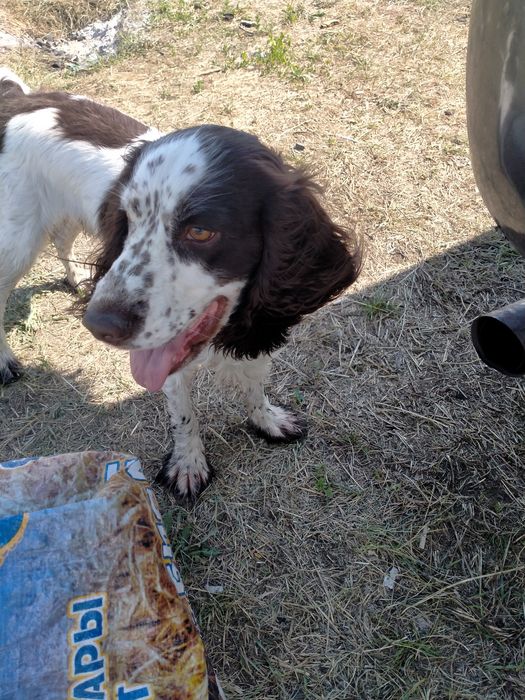 Кабель на вязку, русский спаниель.