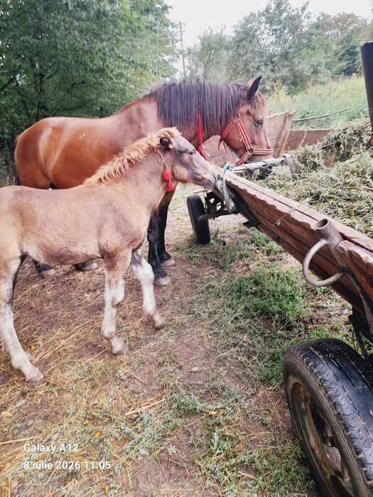 Iapa de 5 ani cu mânza de 2 luni