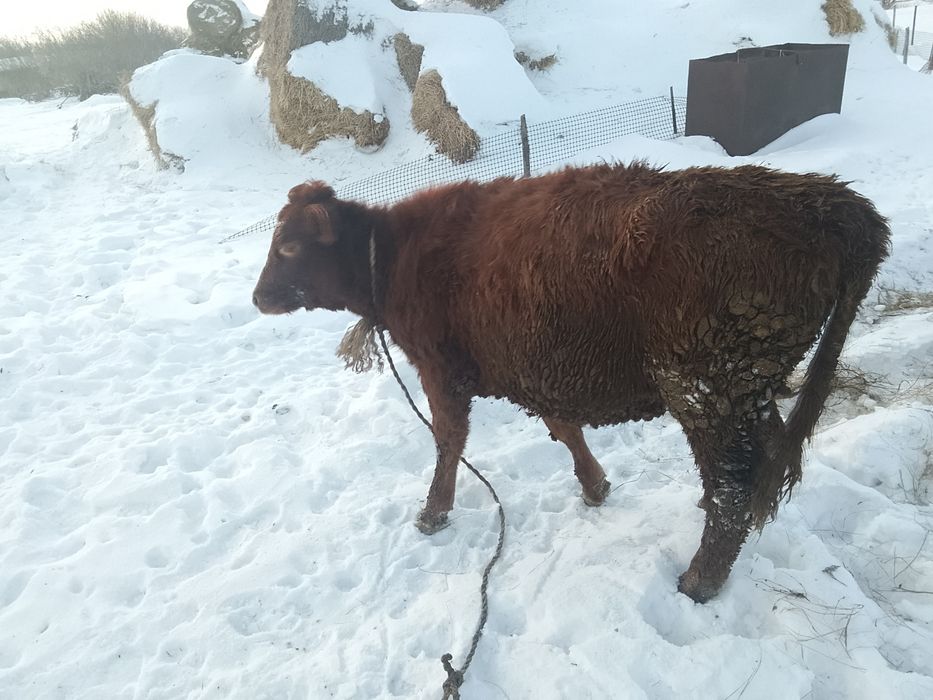 Тёлочку прошолодный