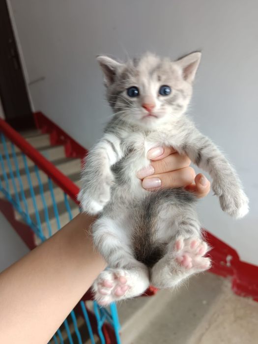 Отдам в добрые руки