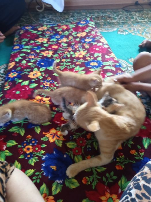 Кошка чистокровный мушук