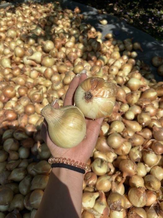 Ceapă de vânzare