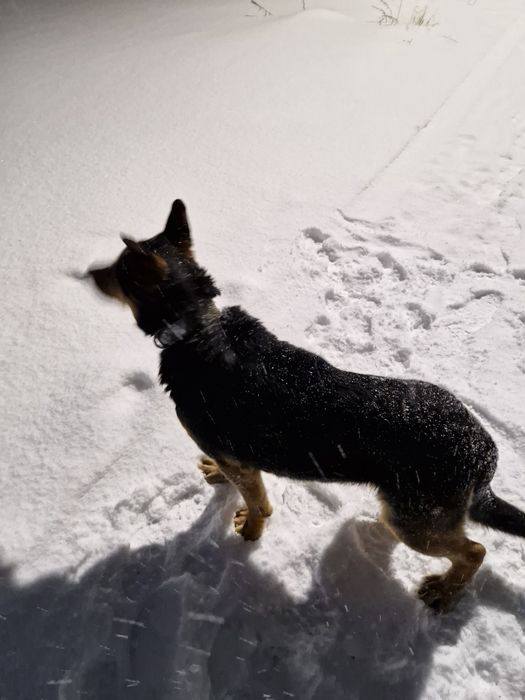 Вязка ВЕО. Молодой кабель