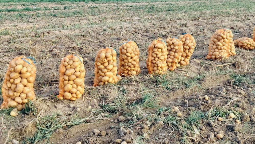 Cartofi Albi Mari (Pentru Consum)