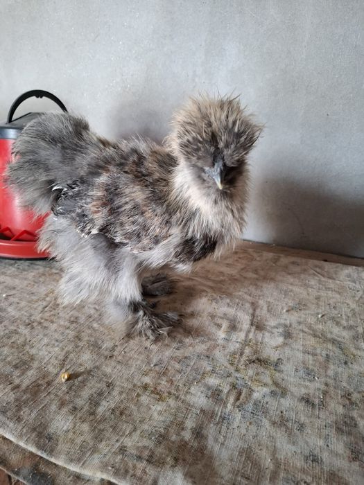 Silkie mătase japoneza, pui găini și cocoși!