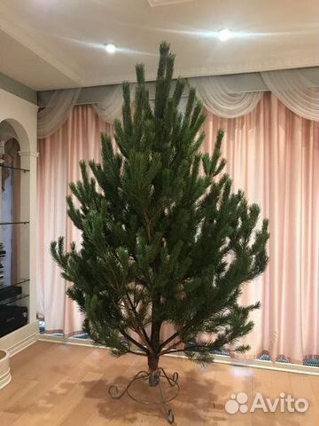 Живые новогодние ёлки Сосна Ель Круглосуточно
