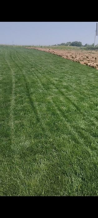 Газон Gazon ОПТОМ (F1) чемпион.ЭКИШ полив фонтан