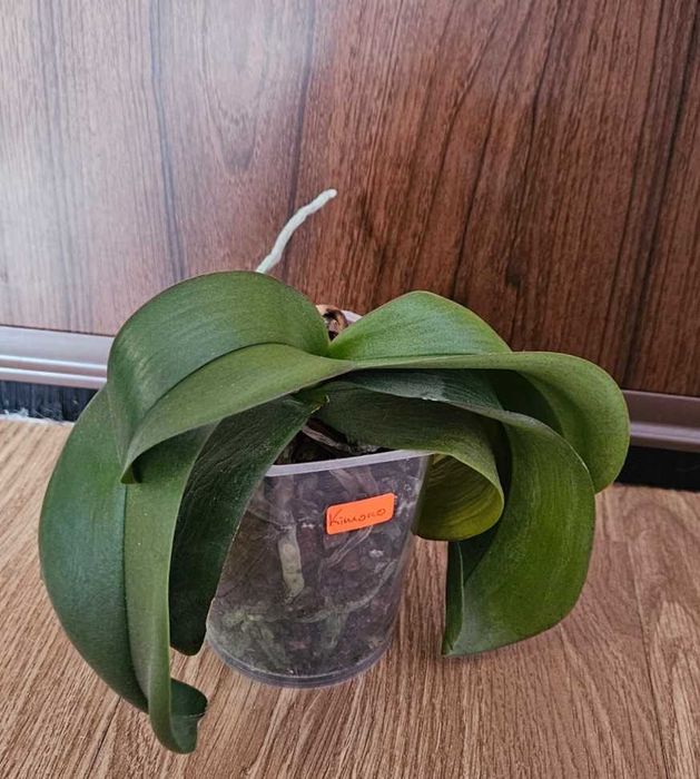 Орхидеи фаленопсис Монпелие, Kimono, Монтрьо, Grosseto