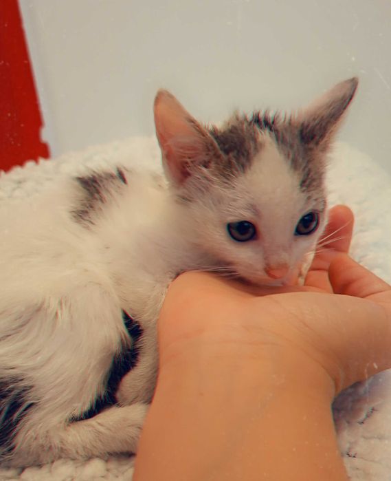 Adoptie pui de pisica Shuri