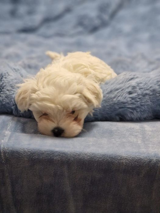Bichon Maltez rasa pura