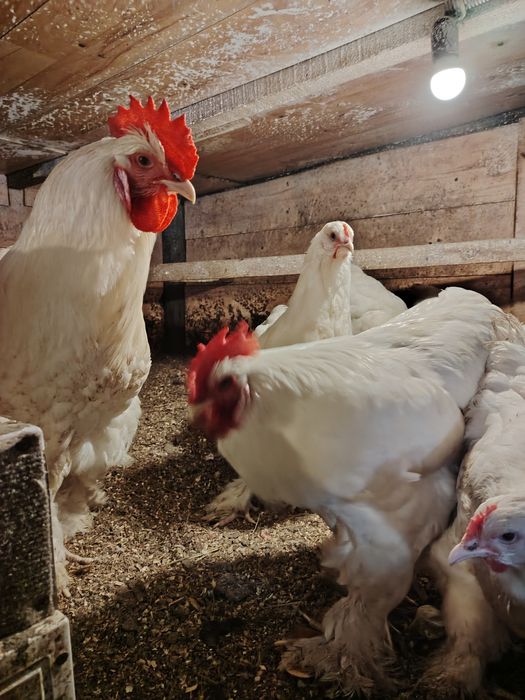 Инкубационное яйцо. Кохинтин