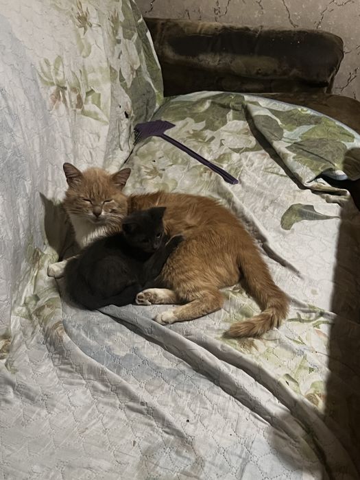 Отдам кота в добрые руки