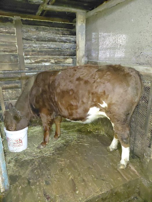 Продам Тёлочку белоголовую