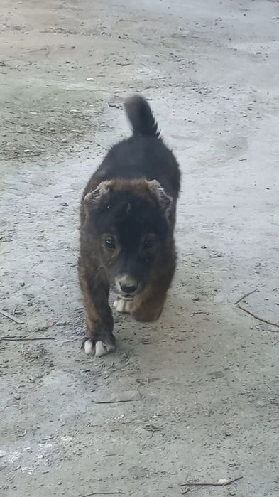 чупон ит   боласи сотилади эркаг 700000.сум