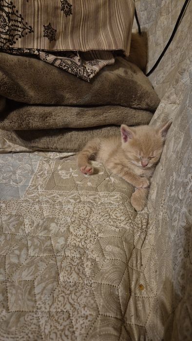 Подарявам  шепичка любов-5 малки, сладки котенца