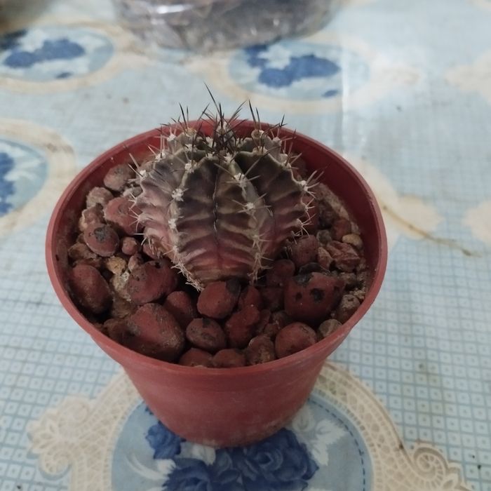 Кактусы разные .