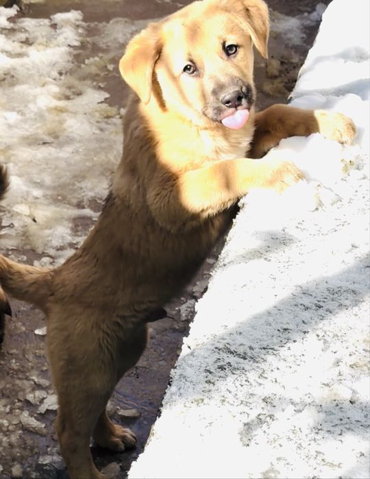 В добрые руки отдаем