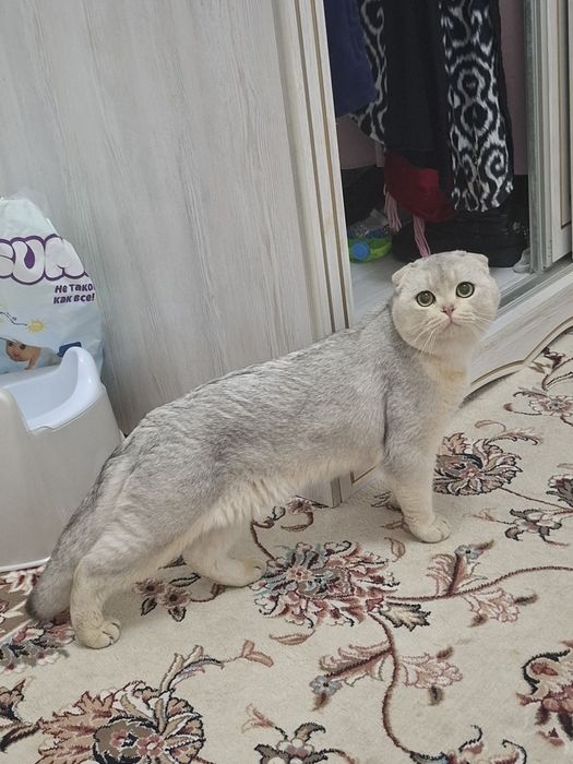 Скотиш Фолд ШИНШИЛА Скидка!!!