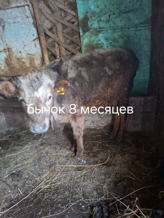 Продам телят,бычки